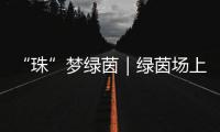 “珠”梦绿茵｜绿茵场上，向阳花开——平沙实小足球小将的汗水与梦想