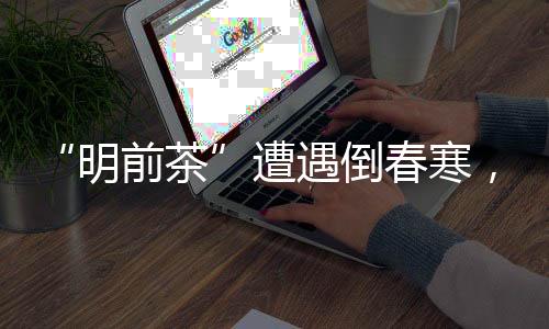 茶园老板陈鑫打开手机