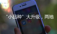 “小品种”大升级�，两地联手给澳门“菜篮子”增鲜