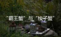“霸王蟹”与“梭子蟹”	，握“钳”言和！