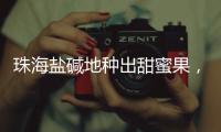 珠海盐碱地种出甜蜜果，甜度接近天花板
！