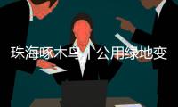 珠海啄木鸟丨公用绿地变私家菜园�？
！究竟该由谁来管？