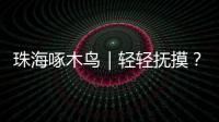 珠海啄木鸟｜轻轻抚摸？肢体接触？零容忍�！勇敢向职场性骚扰说“不”！