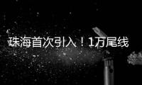 珠海首次引入
！1万尾线纹海马成功“落户”