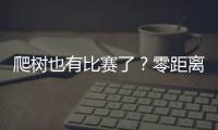 爬树也有比赛了？零距离看运动员争战“椰树之巅”
