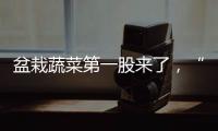 盆栽蔬菜第一股来了，“阳台种菜”治好了当代人的精神内耗？