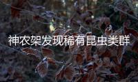 神农架发现稀有昆虫类群，在中国首次记录	，全球已知仅5种