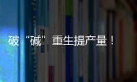 破“碱”重生提产量
！ 珠海盐碱地变“丰产田”