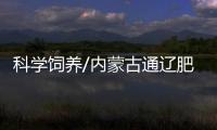 科学饲养/内蒙古通辽肥牛 有专人服侍