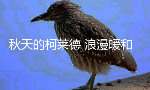 金秋的暖和田野遍地金黄
