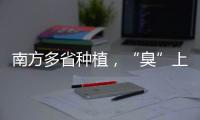 南方多省种植
，“臭”上热搜的石楠花怎么成为了城市绿化的“性价比之王”？丨硬核唠科