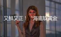 又鲜又正
！“海底软黄金” 珠海外伶仃海胆新鲜上岸！
