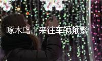 啄木鸟｜来往车辆频繁“打架” 港昌路交前山大桥底环岛处拥堵与事故频发？