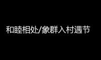 和睦相处/象群入村遇节庆 民众
：欢迎来做客