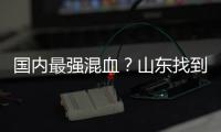 国内最强混血	？山东找到未来核心 曲绍斌若带他世青赛成绩或更好