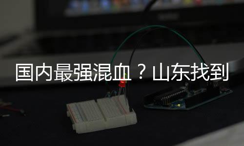最强找以证明自己的混血价值