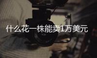 什么花一株能卖1万美元，还能吃？