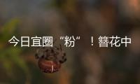 今日宜圈“粉”	
！簪花中华白海豚亮相