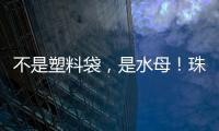 不是塑料袋，是水母！珠海海滩有水母出没 提醒	：有毒！别碰�！