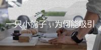 一只小鸽子，为何能吸引14家知名媒体集中探访？