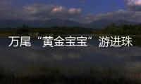 万尾“黄金宝宝”游进珠海
！明年或将实现本土繁育