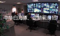 中华白海豚
、企鹅现身招聘会 珠海“招才吉祥物”好吸睛 吸引求职者争相合影