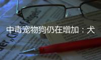 中毒宠物狗仍在增加�：犬主标注防毒地图，警方介入调查