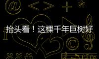 抬头看
！这棵千年巨树好高