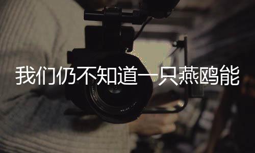 希望能拍到它的不知身影