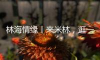 林海情缘丨来米林，逛一逛“春风桃夭宴” 
！