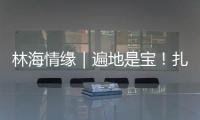 林海情缘｜遍地是宝！扎贡沟
：脚下每一步 都踩在“药材地图”上