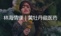林海情缘｜黄牡丹藏医药文化旅游节开幕！“地球上最高的绿色秘境”焕新开放