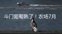 斗门葡萄熟了
！农场7月底开放采摘
，大量黑夏
、阳光玫瑰摘到8月！