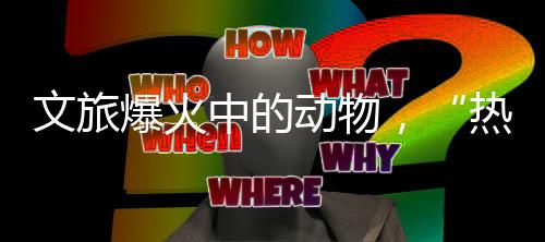 动物火的热爱程度超乎预期