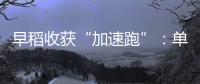 早稻收获“加速跑”：单产提升行动显成效 丰收基础稳