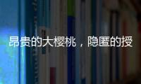 昂贵的大樱桃，隐匿的授粉药