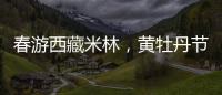 春游西藏米林，黄牡丹节这样玩�
！