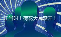 正当时！荷花大片盛开！就在珠海这里→