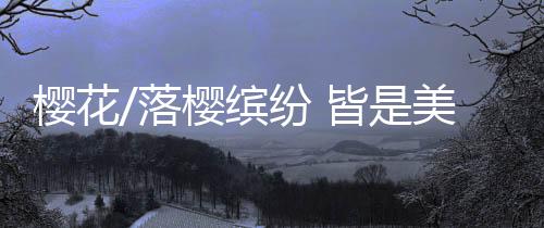樱花由3月下旬至4月底