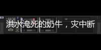 洪水淹死的奶牛，灾中断裂的生计