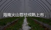 海南火山荔枝成熟上市，“甜蜜季”开启