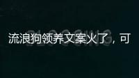 流浪狗领养文案火了�，可心动，别冲动