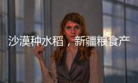 沙漠种水稻，新疆粮食产量赶超江西辽宁，背后是一场惊天巨变