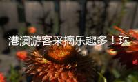 港澳游客采摘乐趣多！珠海盐碱地里水果喜迎丰收