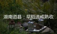 湖南道县：早稻进成熟收割季