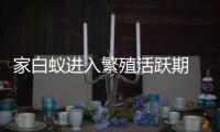 家白蚁进入繁殖活跃期 	，这些预防灭杀建议请收好→