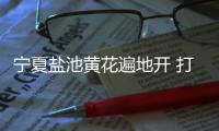 宁夏盐池黄花遍地开 打造黄花菜产业链条、拓展农户增收渠道