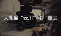 大熊猫“云川”和“鑫宝”将赴美
，期限10年