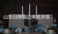 山东日照海边爆发浒苔
，游客称有恶臭味
，当地回应正组织打捞，专家解读影响和治理
