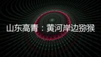 山东高青：黄河岸边猕猴桃 喜获丰收果农乐